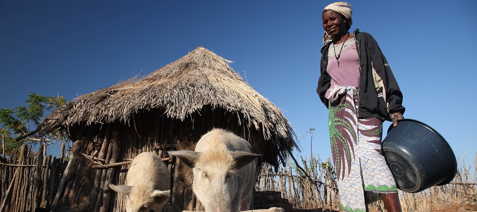 African swine fever remains a global threat despite progress on vaccines, study